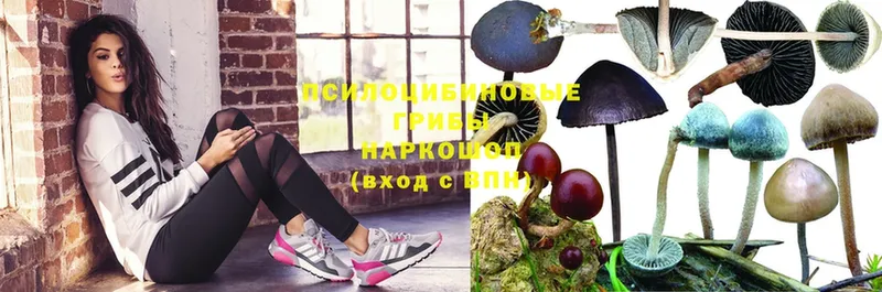 Псилоцибиновые грибы Psilocybe  Палласовка 